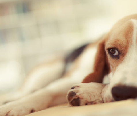 Küçük köpeklerde köpek parvovirüsünü tanımak ve yönetmek