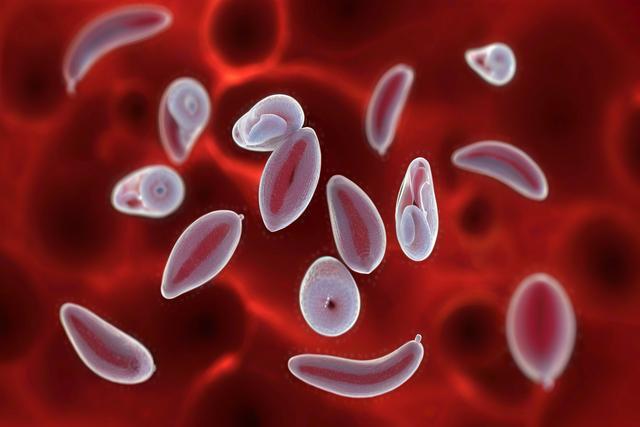 Kedilerde ve Köpeklerde Toxoplasma Gondii enfeksiyonunu anlamak: Semptomlar, Teşhis ve Tedavi