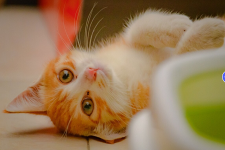 Babio Feline/Canine Heartworm Antijeni (FCHW AG) Test Kiti: Doğru, Hızlı ve Güvenilir Pet Sağlığı Diagnostics