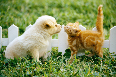 Evcil Hayvan Sağlığı İçin Güvenilir Toxoplasma Gondii Antijeni (Toxo AG) test kitini başlatır