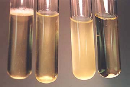 Babio, Küresel Mikrobiyoloji Laboratuvarları için Yüksek Performanslı Beyin Kalp İnfüzyon Broth'unu Piyasaya Sürüyor