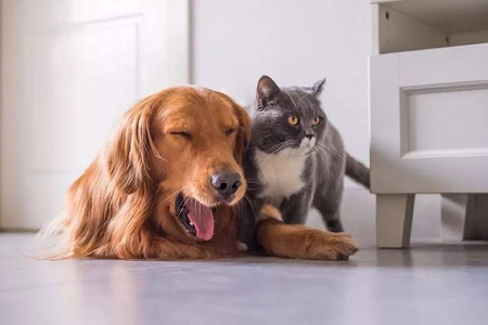 Babio, Evcil Hayvanlarda Hızlı Toksoplazma Antikoru Tespiti için TOXO Ab Test Kitini Piyasaya Sürüyor