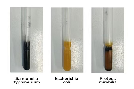 BABIO, Güvenilir Küresel Mikrobiyal Numune Transferi için Yüksek Performanslı Taşıma Ortamını (SS Tipi) Piyasaya Sürüyor
