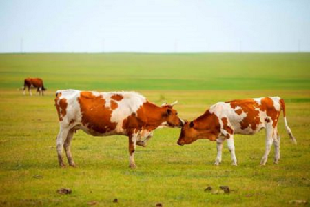 BABIO, Modern Sığır Yetiştiriciliğine Yönelik Yüksek Hassasiyetli Sığır Gebelik Hızlı Test Kitini Tanıttı