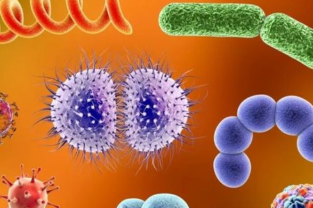 BABIO, Güvenilir Enterik Patojen Taşınması için Salmonella Shigella Zenginleştirme Besiyerini Piyasaya Sürüyor