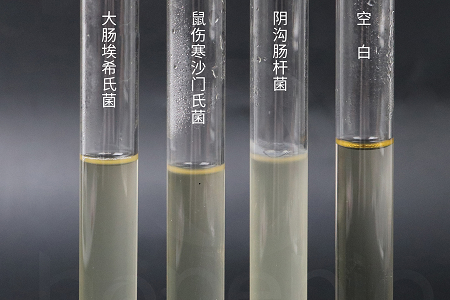 Babio Biyoteknoloji, Güvenilir Mikrobiyal Kültür için Yüksek Performanslı Beyin Kalp İnfüzyon Brothunu Piyasaya Sürüyor