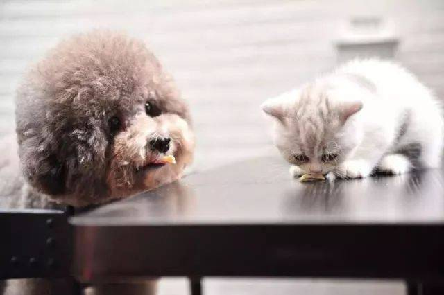 Kedilerde Zararlı Virüs Tespiti için Hızlı FPV Ag Test Kiti